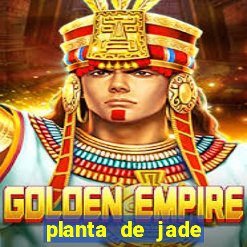 planta de jade significado espiritual